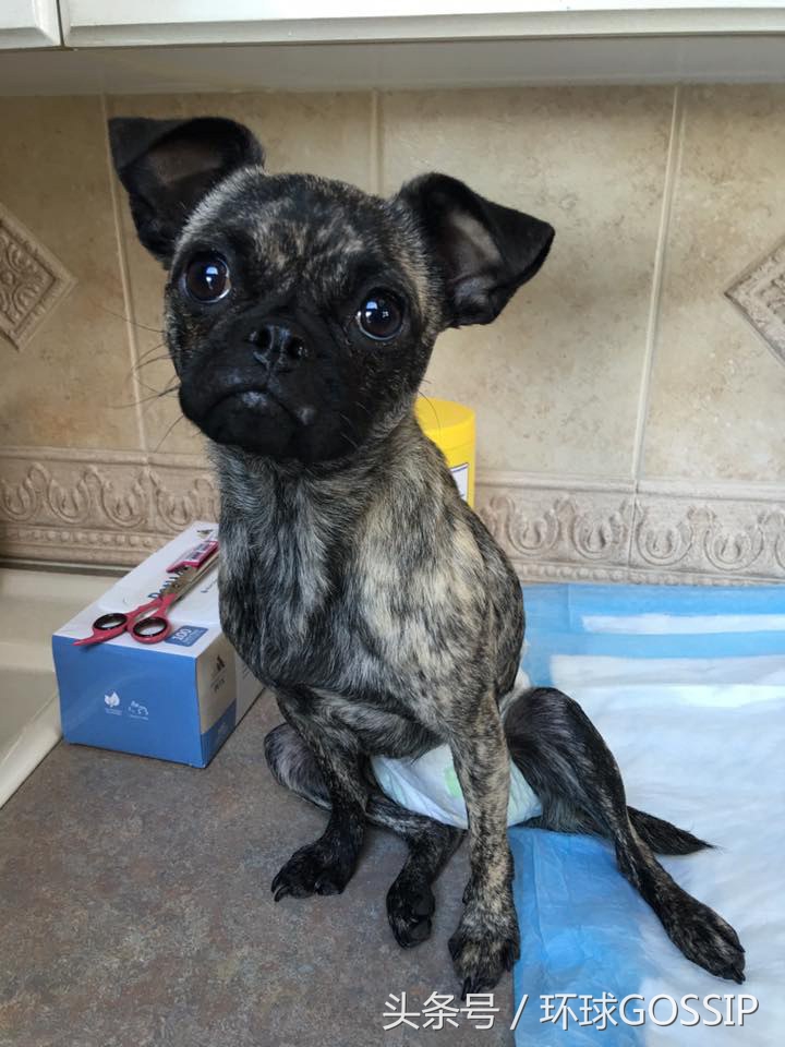 失明的橘猫,失明的小橘猫