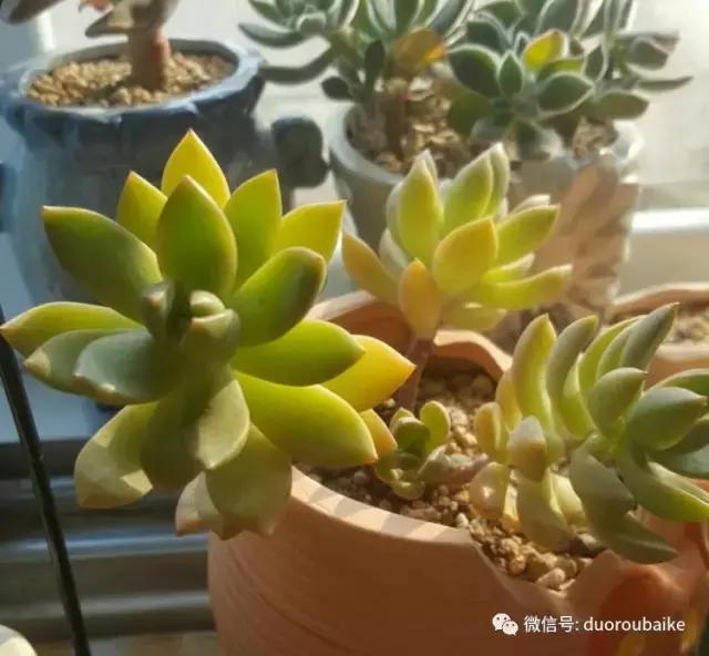 多肉爱好者必须养的有哪些多肉,心头肉多肉