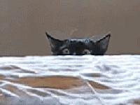 足球ps版,把足球p成猫