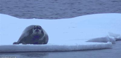 足球ps版,把足球p成猫