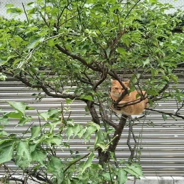 足球ps版,把足球p成猫