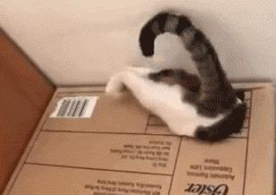 足球ps版,把足球p成猫