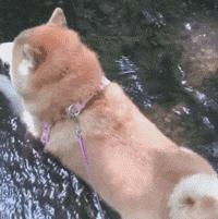 足球ps版,把足球p成猫