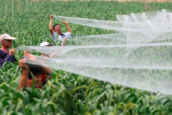 喜鹊祸害庄稼为什么国家要保护,喜鹊为什么成灾了