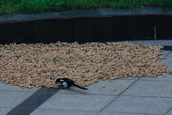 喜鹊祸害庄稼为什么国家要保护,喜鹊为什么成灾了