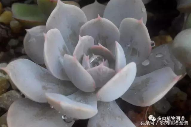 离家一个月20天,离家一个月养猪