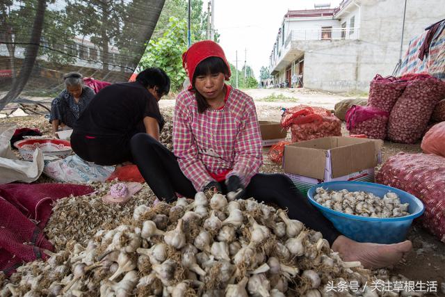 在农村收购大蒜卖给金乡冷库,农村商贩收购大蒜
