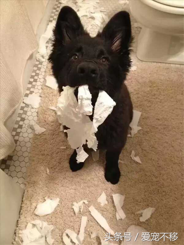 猫咪最喜欢的玩具居然是铲屎官,推荐猫咪最喜欢玩的玩具