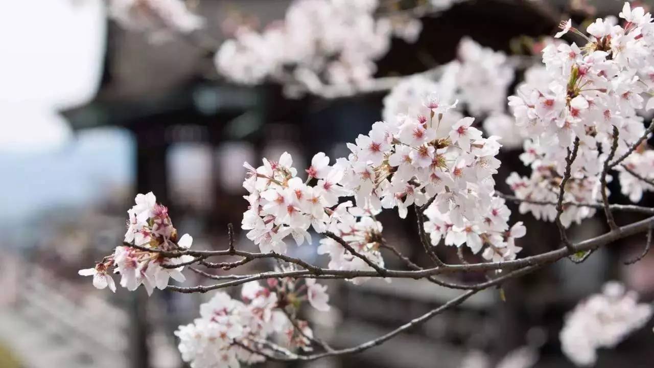 京都住宿游玩攻略,日本京都旅游住宿大全