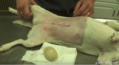 狗狗拍x光胃里黑色的是什么,狗狗拍个x光片能看出肿瘤吗