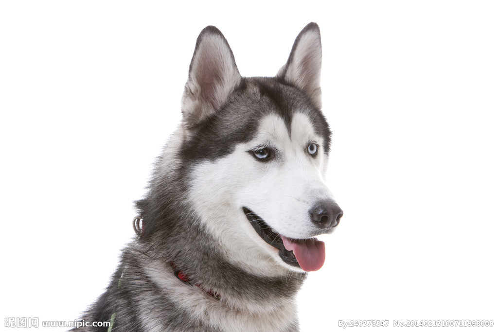 盘点比较像狼的狗,跟狼长得像的狗都有哪些