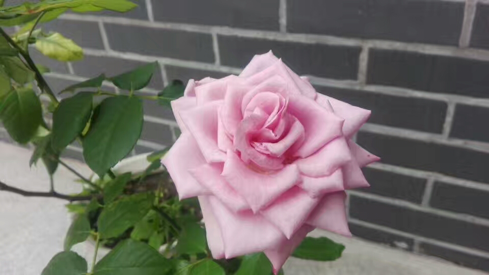 中年以后要懂得人情冷暖,中年人好忘事