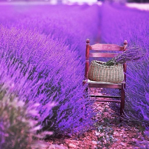 乳腺炎最怕一种草,专治乳腺炎的特效草