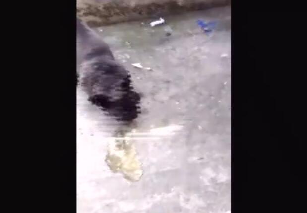 小*狗黑**舔同伴的蛋蛋，结果下一秒就狂吐不止！