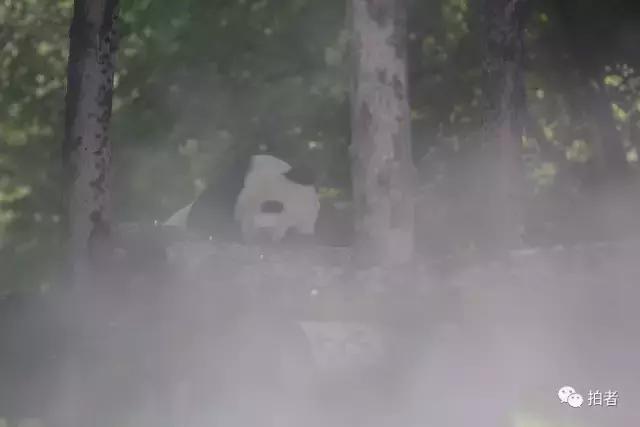 热浪来袭动物园的动物们这样消暑,热浪侵袭动物园居民各出奇招解暑