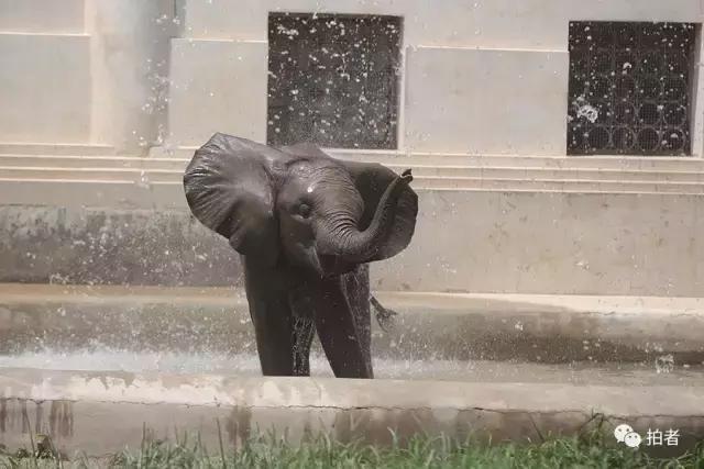 热浪来袭动物园的动物们这样消暑,热浪侵袭动物园居民各出奇招解暑