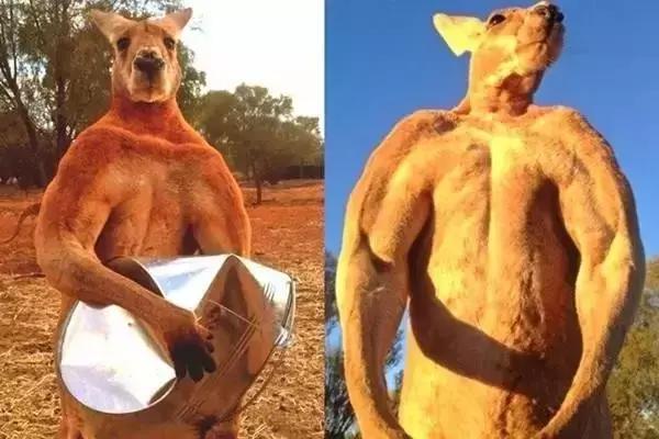 千万别惹袋鼠,千万不要去惹鸵鸟