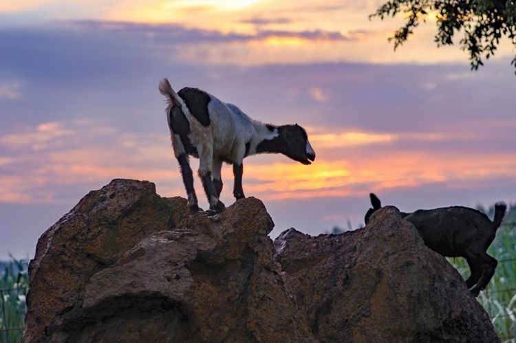 全国各地烤全羊,万人吃烤全羊