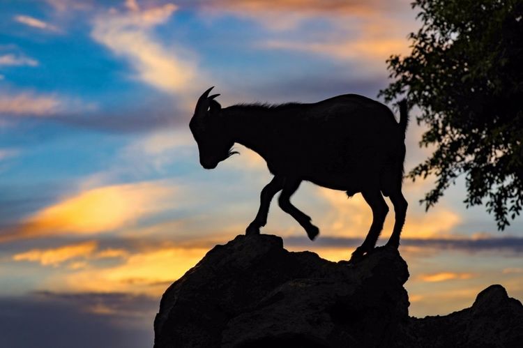 全国各地烤全羊,万人吃烤全羊