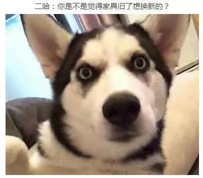 让二哈听话,让二哈自己在家待一天