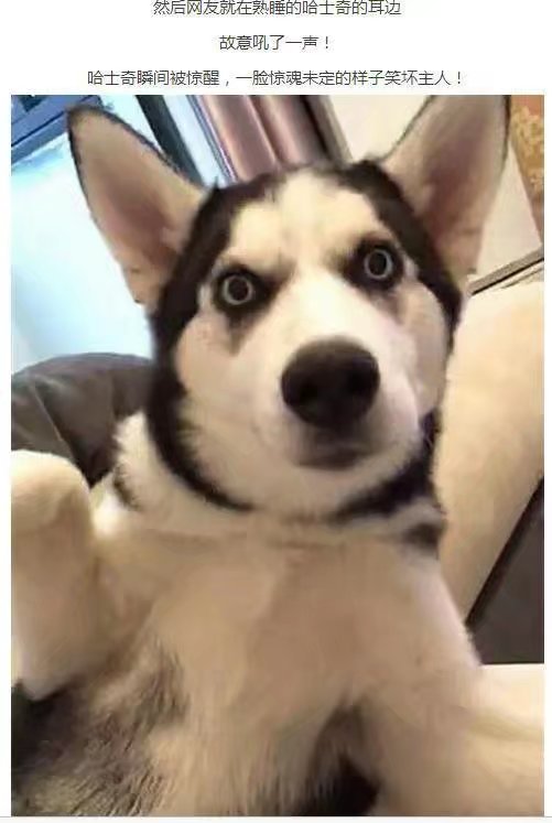 让二哈听话,让二哈自己在家待一天