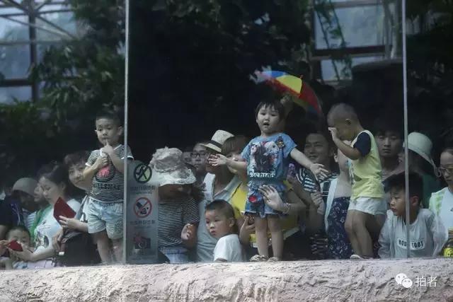 热浪来袭动物园的动物们这样消暑,热浪侵袭动物园居民各出奇招解暑