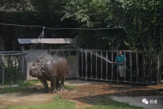 热浪来袭动物园的动物们这样消暑,热浪侵袭动物园居民各出奇招解暑
