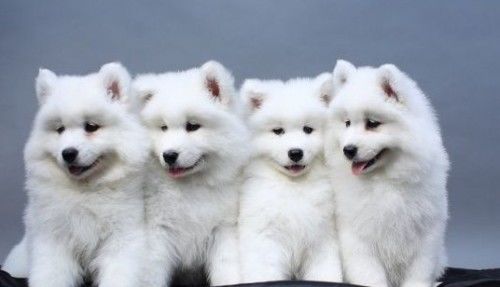 萨摩耶犬常见皮肤病,萨摩耶常见的病及症状