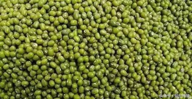 荷叶、绿豆、蔬菜养猪有这些效果！