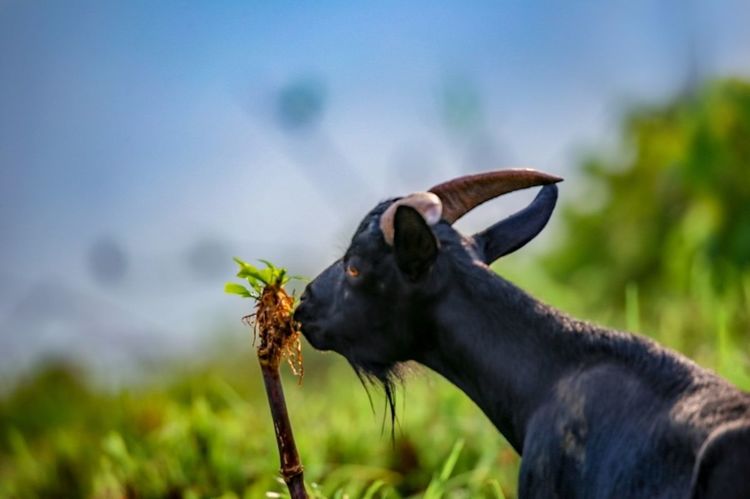 全国各地烤全羊,万人吃烤全羊