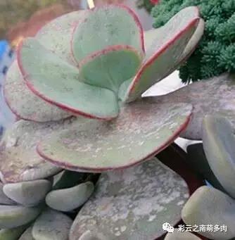 多肉叶片长霉？得赶紧治啦！