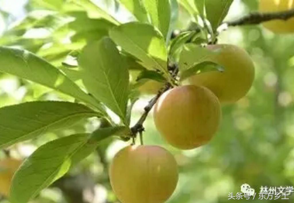 林州文学‖李子和人