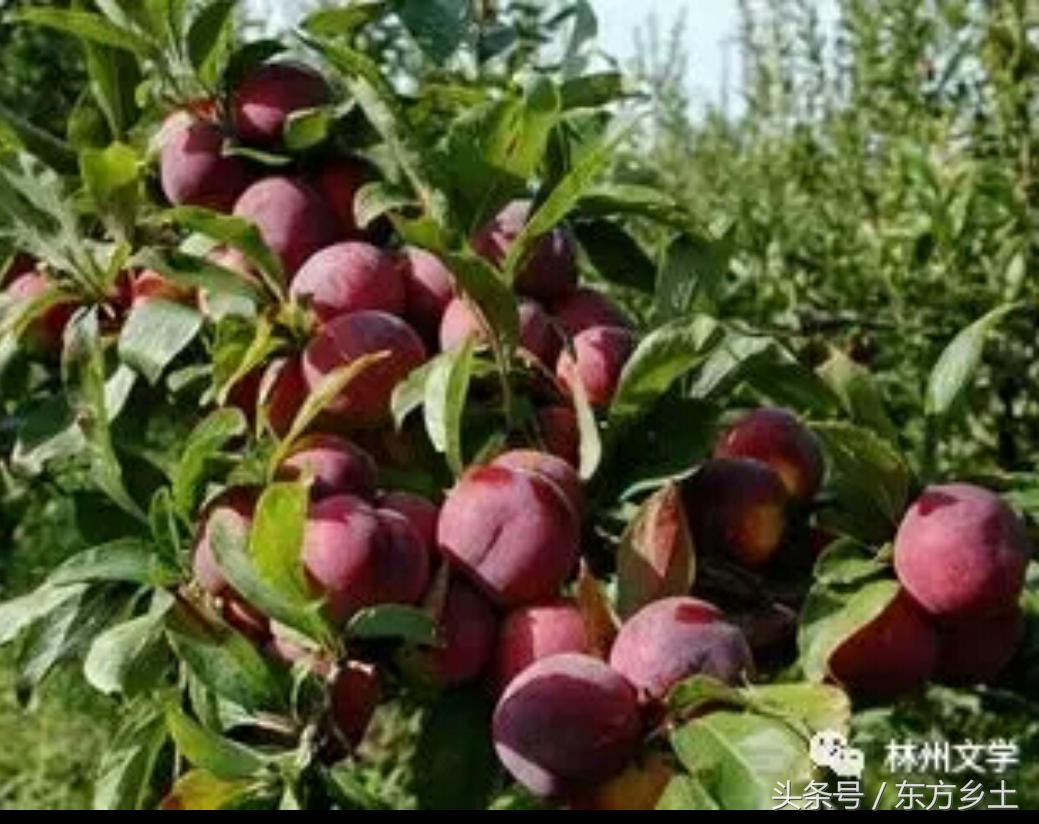 林州文学‖李子和人