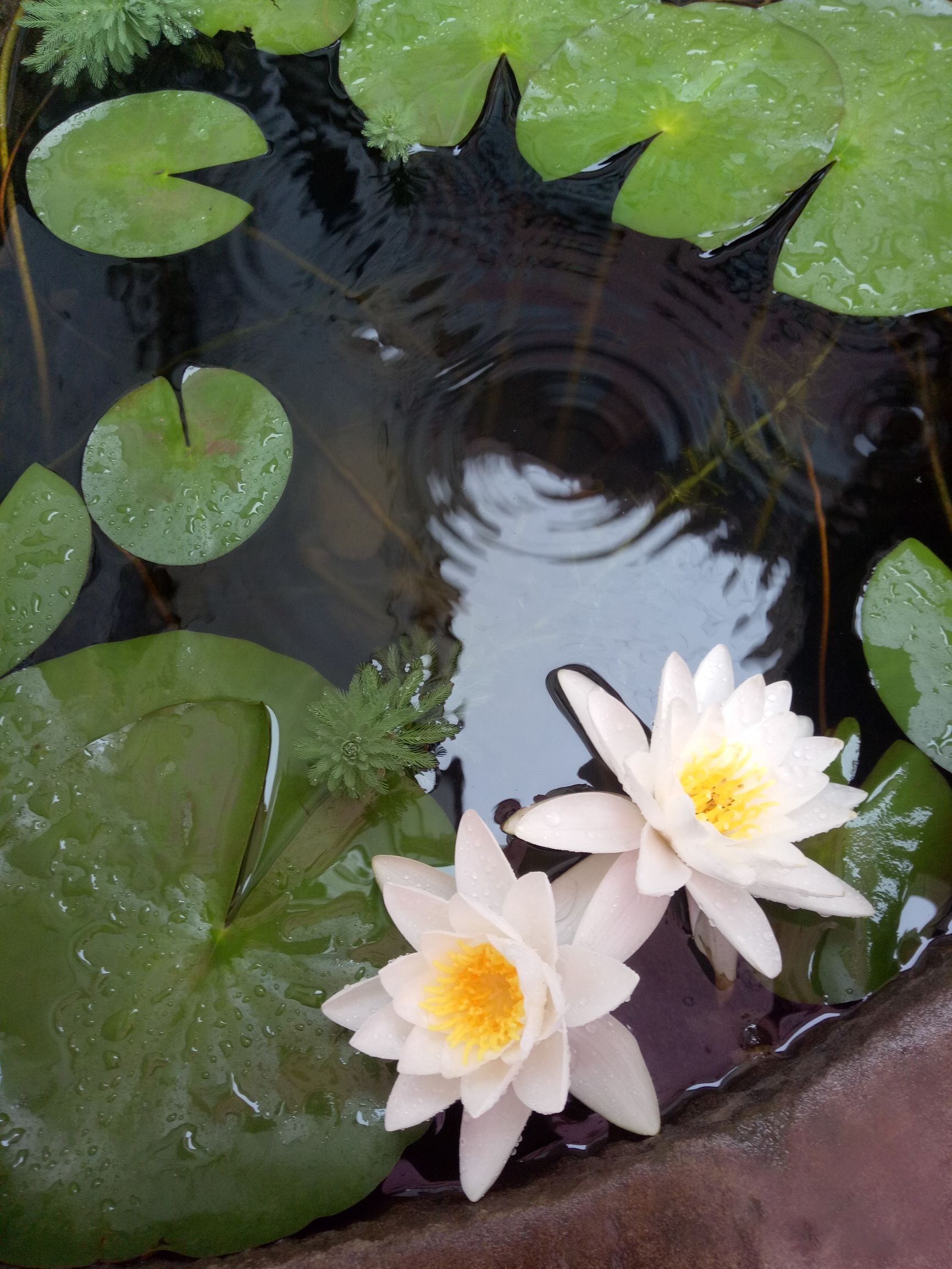 宝宝尿布疹皮肤特别硬,如何有效预防宝宝尿布疹