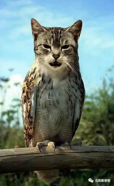 鸽子血纹身的全过程,鸽子血纹身是怎样的