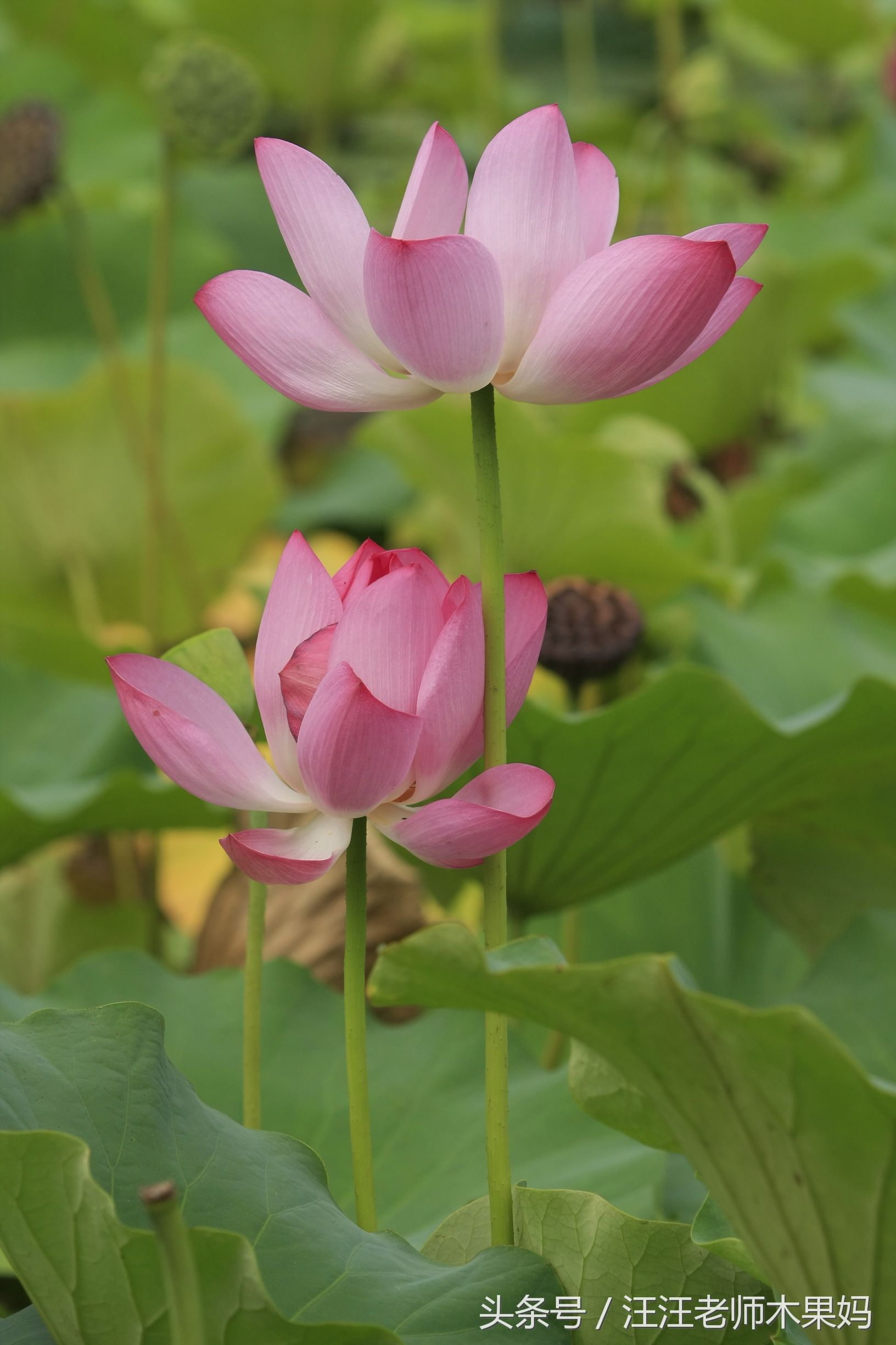 什么痛，比生孩子还要痛？！｜经历VBAC后，我才知道什么是产房*力暴**