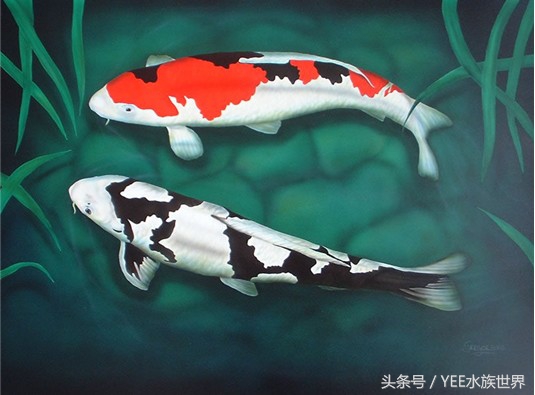 养锦鲤日常关注事项,如何正确饲养锦鲤