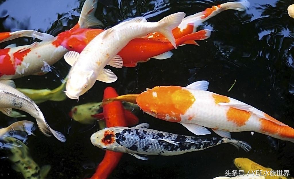 养锦鲤日常关注事项,如何正确饲养锦鲤