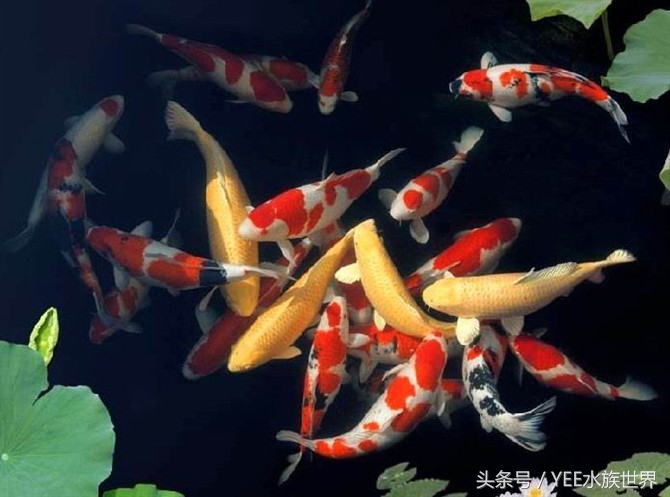 养锦鲤日常关注事项,如何正确饲养锦鲤