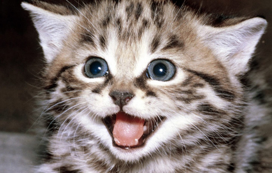 猫咪肠胃炎在家怎么治,猫咪肠胃炎怎么消除最快