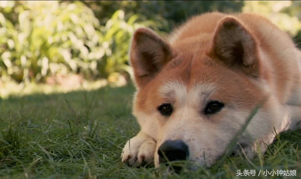 狗消化不良有哪些症状,狗消化不良会死吗