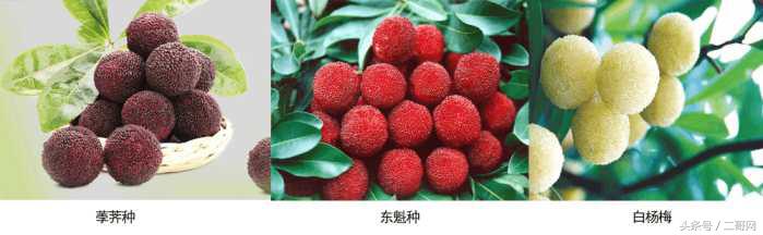 杨梅挑选小技巧,杨梅怎么样才能熟得快