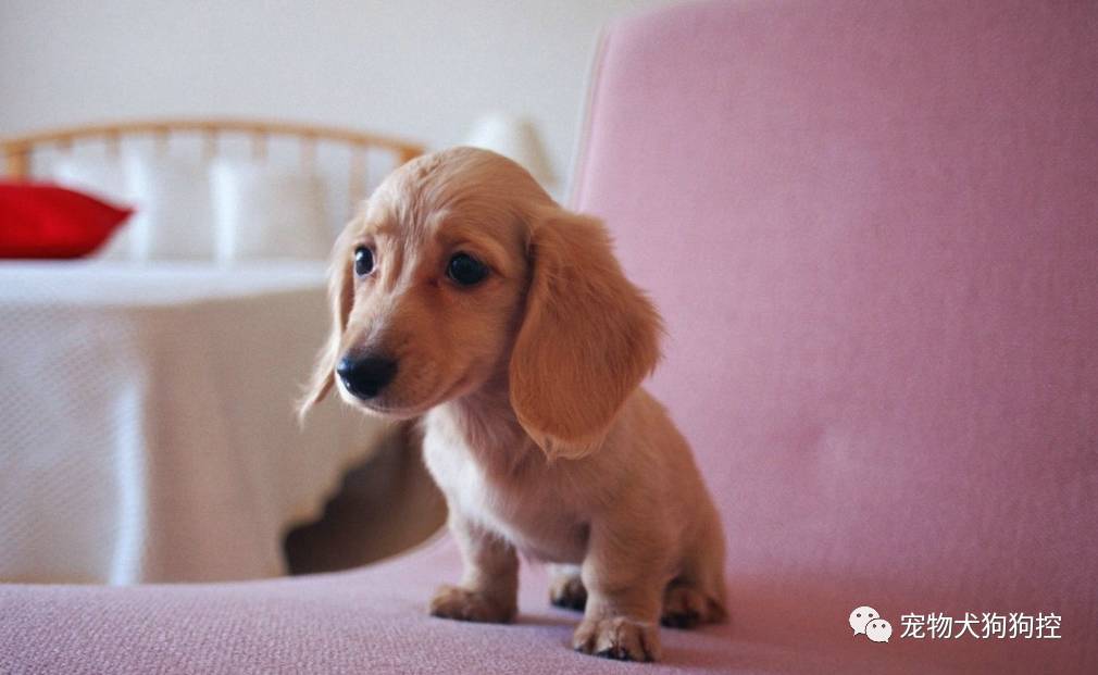 新手养狗必买用品,新手养狗小技巧