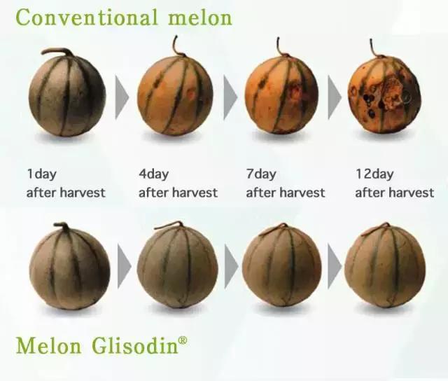 日本pola美白丸能淡黄褐斑吗,日本pola美白丸真假辨别