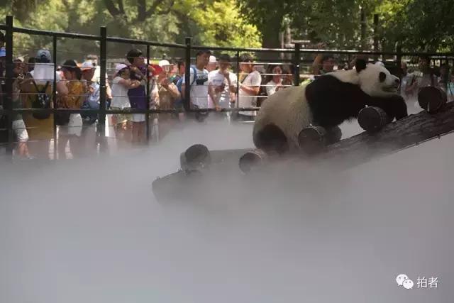 热浪来袭动物园的动物们这样消暑,热浪侵袭动物园居民各出奇招解暑