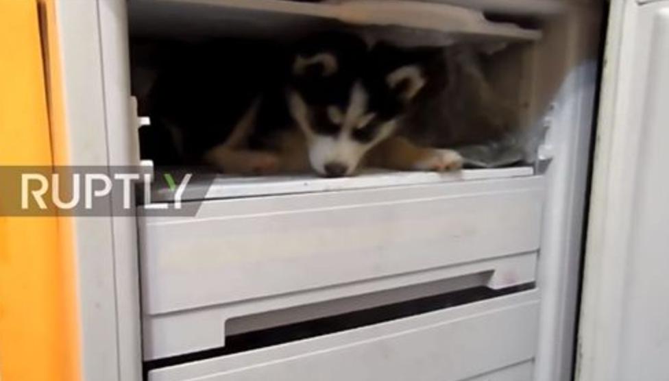 小哈士奇犯错被关冰箱 (小哈士奇躲进冰箱)