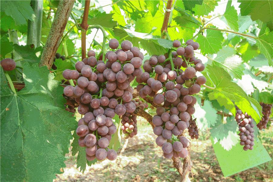 金堂春游好去处,金堂附近玩水游乐场