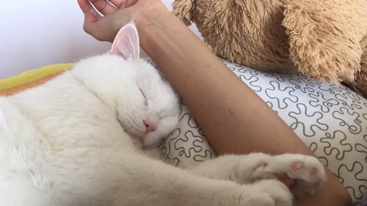 老猫肾结石,老猫得肾病