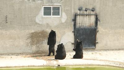 乖萌小动物,乖萌动物