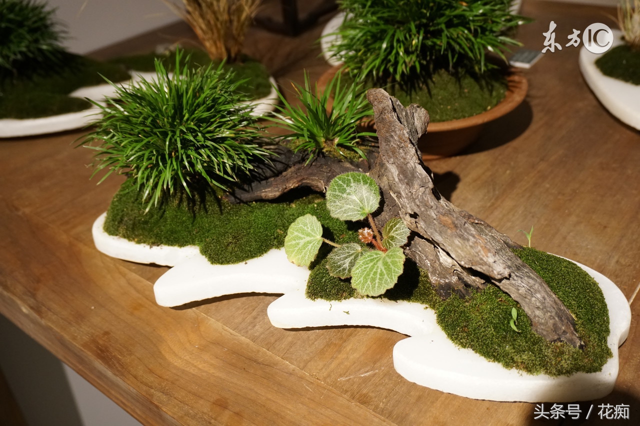 夏季菖蒲种植,夏季菖蒲养护